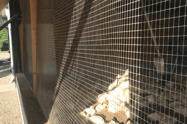 Chicken Barn-St. Mary's, Ontario